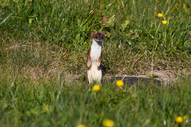 Beech marten Mammal and mammals Land world and fauna Wildlife and zoology