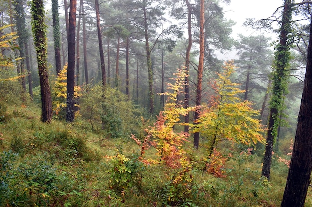 Beech trees with autumn foliage in a Pinus sylvestris pine forest