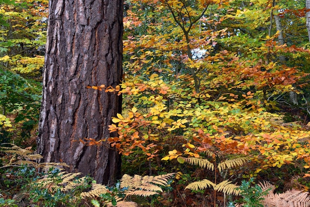 Beech trees with autumn foliage in the Valderejo Natural Park. Alava. Spain