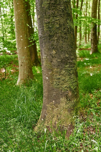 Beech trees with moss and algae growing in a park or garden outdoors Natural landscape with wooden texture of old bark and weathered trunks on a sunny day in a remote and peaceful meadow or forest