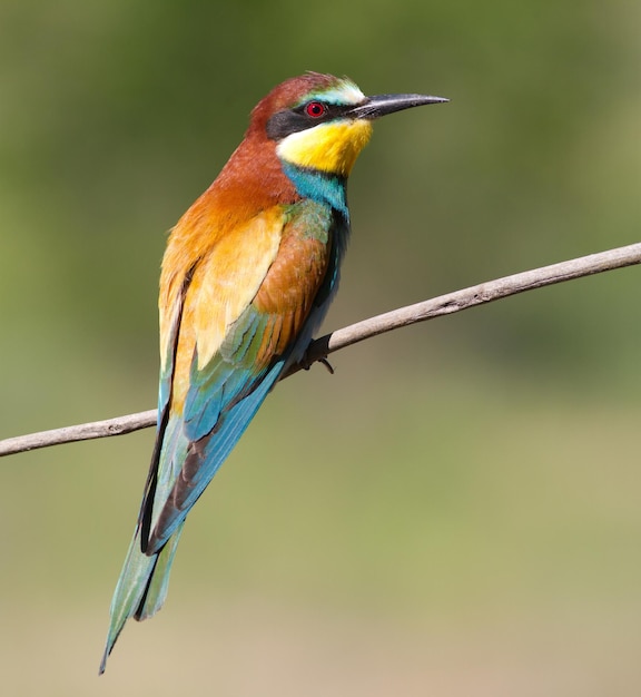 Beeeater Merops apiaster One of the most colorful birds