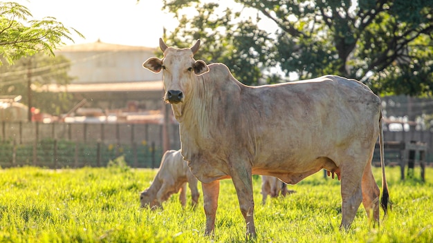 Beef cow in the field and green pasture