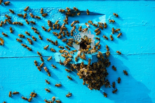 Beehive with bees, bees close-up.