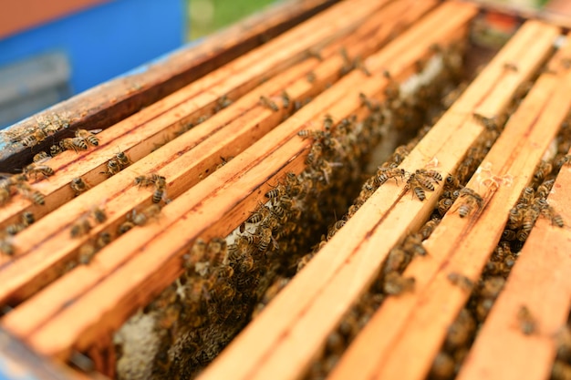 A beehive with bees A box with bees