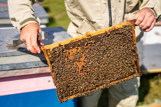 Beehive wooden frame apiary Agriculture insect organic farming