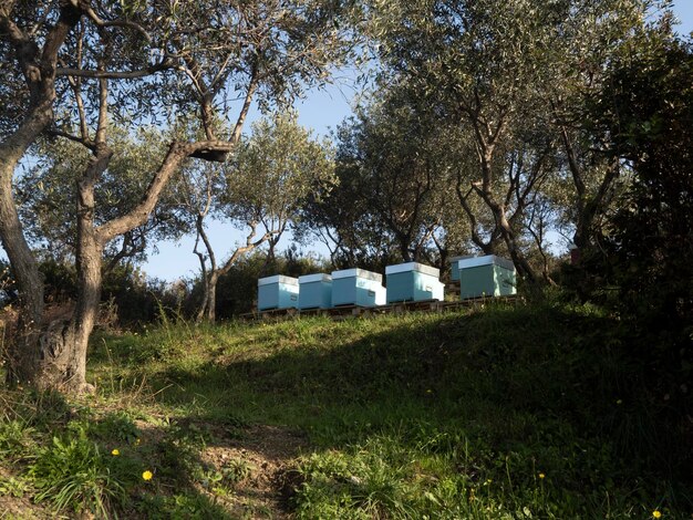 Beehives in a field