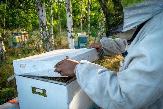 The beekeeper at the apiary checks the hives and takes care of the bees Honey production in an apiary