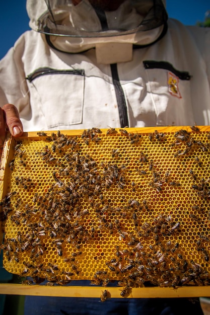 A beekeeper at an apiary holding a frame with honey and bees