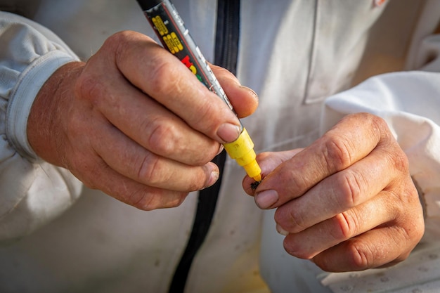 A beekeeper in the apiary marks the queen with a yellow marker