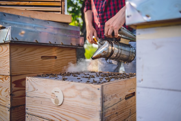 Beekeeper checking beehives