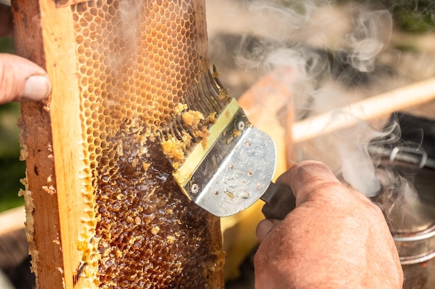 Beekeeper collects the honey beekeeping tools outside frame with bees wax structure full of fresh bee honey in honeycombs Beekeeping concept