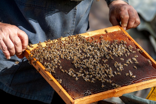 The beekeeper examines bees in honeycombs In the hands of a honeycomb with honey