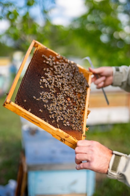 Beekeeper holding frame with honey Wooden beehive frame holding in hands