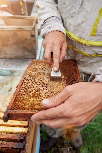 beekeeper holding a frame with honeycombs and bees. wax sealed bee frame with honey, wax removal