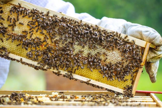 Beekeeper holding a honeycomb full of bees the beekeeper inspects the honeycomb frame in the apiary