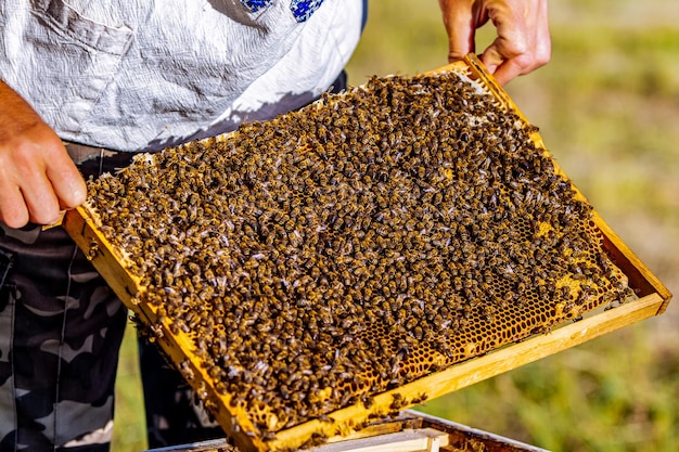 The beekeeper holding a honeycomb with bees Frames of a bee hive Apiculture