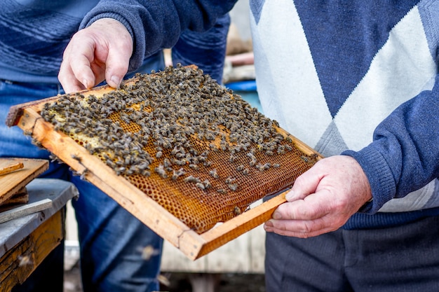 Beekeeper holds frame with bees in his hands