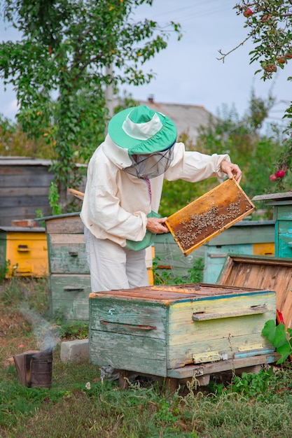 Beekeeper holds frame with honeycombs over hive cares for bees veterinary care