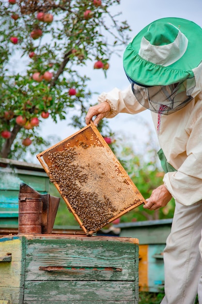 Beekeeper holds frame with honeycombs over hive cares for bees veterinary care