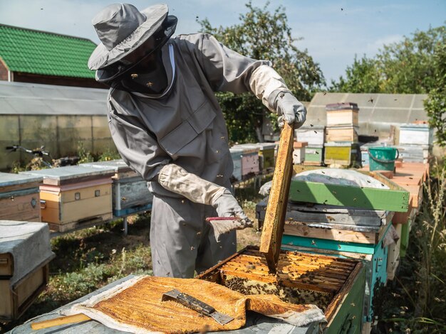 Beekeeper holds a honey cell with bees in his hands apiculture and apiary concept