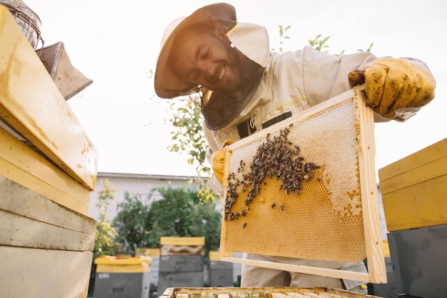 The beekeeper holds a honey cell with bees in his hands Apiculture Apiary Working bees on honey comb Honeycomb with honey and bees closeup