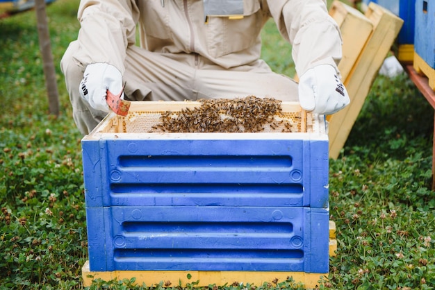 Beekeeper is working with bees and beehives on the apiary Beekeeping concept