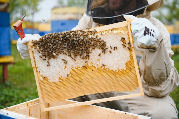 Beekeeper is working with bees and beehives on apiary Bees on honeycomb Frames of bee hive Beekeeping Honey Healthy food Natural products