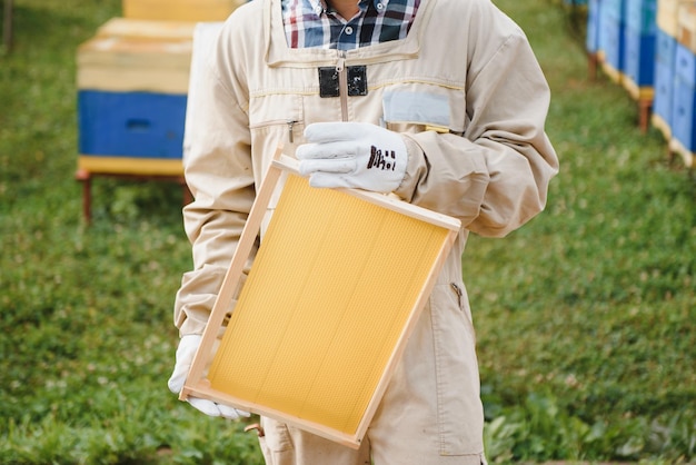 Beekeeper is working with bees and beehives on apiary Bees on honeycomb Frames of bee hive Beekeeping Honey Healthy food Natural products