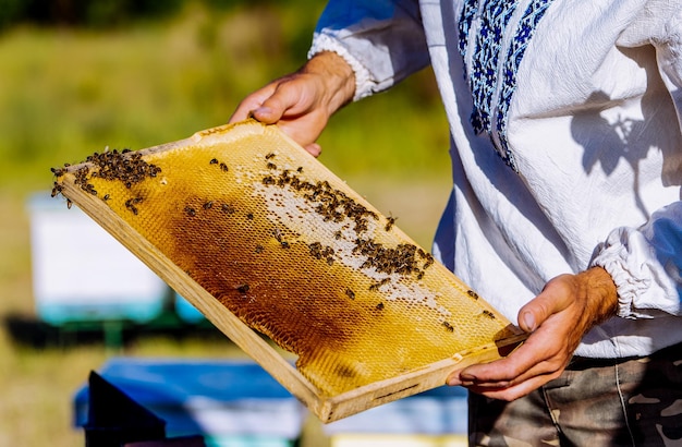 Beekeeper is working with bees and beehives on the apiary Frames of a bee hive Apiary concept