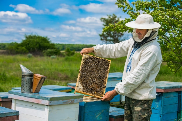 Beekeeper is working with bees and beehives on the apiary Frames of a bee hive