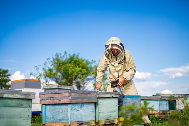 Beekeeper is working with bees and beehives on the apiary