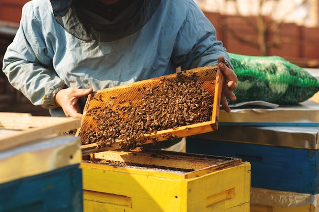 Beekeeper is working with bees and inspecting bee hive after winter