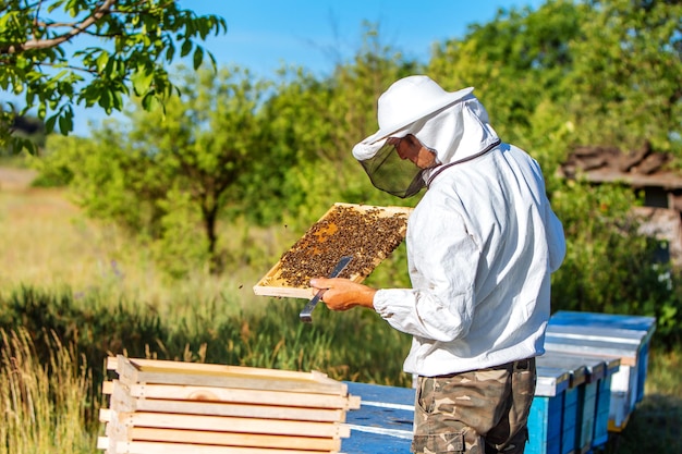 Beekeeper is working with bees standing near beehives on the apiary in summer Young man in protective workwear inspecting frame full of bees in a sunny day