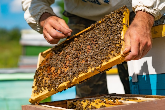 A beekeeper keeps a wooden frame with honeycomb and bees in his hands over the hive