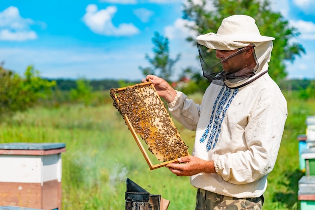 A beekeeper in protective clothing holds a frame with honeycombs for bees in the garden in the summer