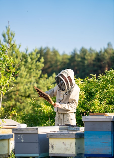 Beekeeper in protective uniform working in apiary Beekeeping worker holding wooden frames