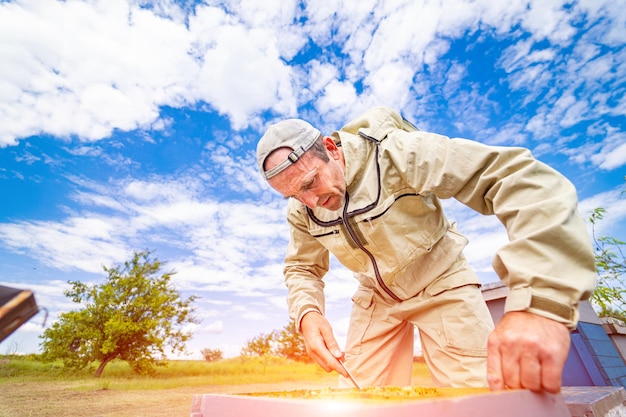 Beekeeper in protective unifrom working with honeycombs Summer bee apiary concept