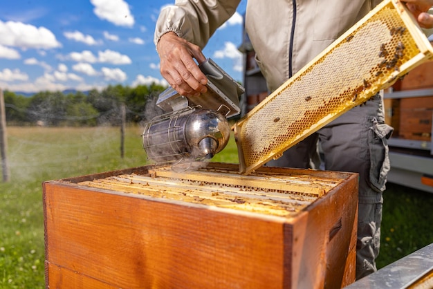 Beekeeper at work a beekeeper using bee smoker to extracts frame and controls how work of the bees proceeds