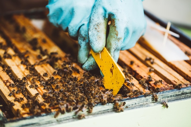 Photo beekeeper at work honey bees on honeycomb