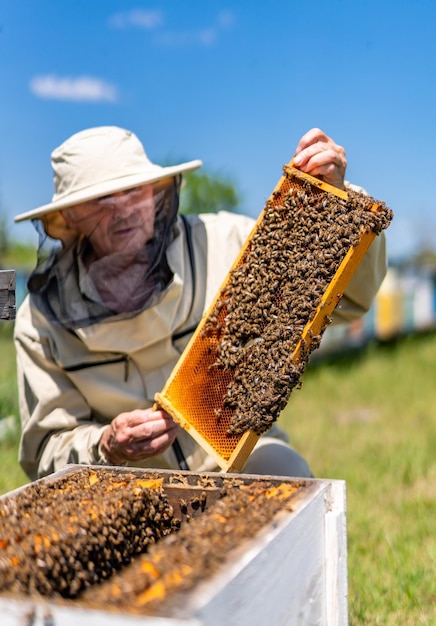 Beekeeper working in apiary Honeycomb farming beehive apiarist