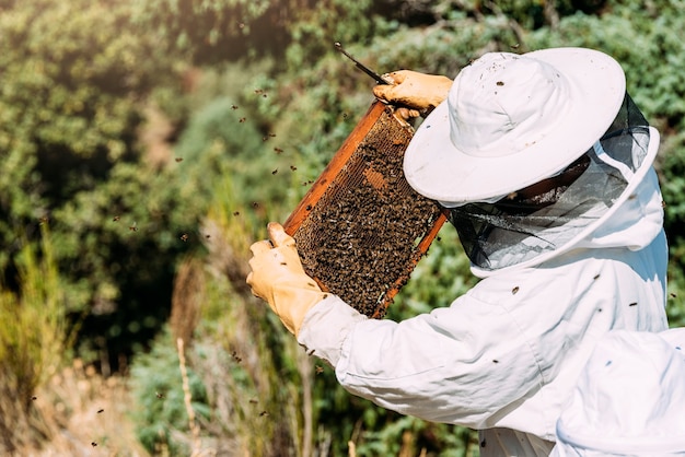 Beekeeper working collect honey. Beekeeping concept.