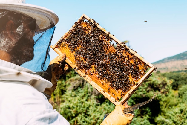 Beekeeper working collect honey