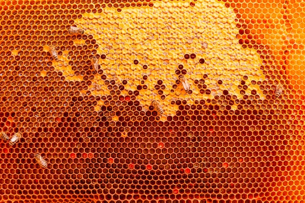 Beekeeping concept A beekeeper collects honey closeup of a frame of evidence of honey with bees