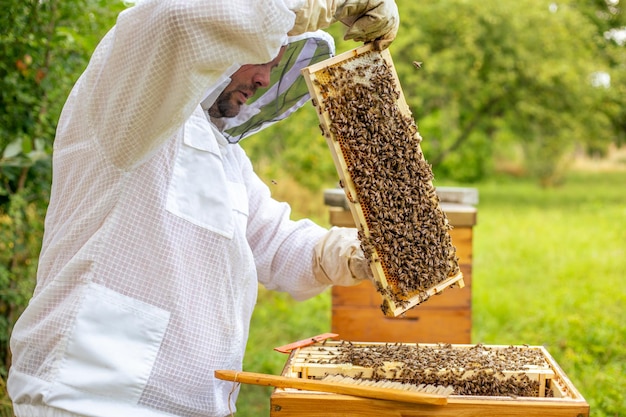 Beekeeping concept beekeeper looks after bees the bees checks checks honey beekeeper exploring honey...