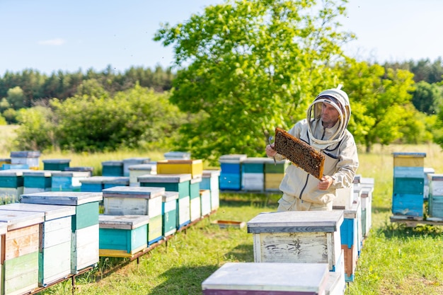 Beekeeping man with wooden frame in apiary Professional beekeeper holding honeybee frame