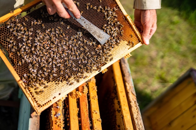 Beekeeping wooden frame concept Apiary natural honey hatvesting