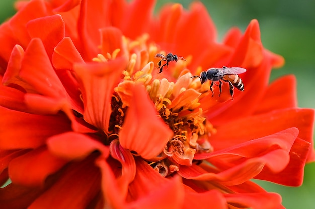 Bees are eating nectar from flowers.