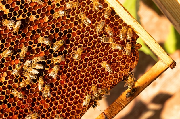 Bees in a beehive on wax Fresh honey