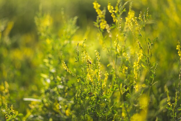 Bees collect pollen from wild plants Melilotus, known as melilot, sweet clover, and kumoniga, sweet-clover disease lat.