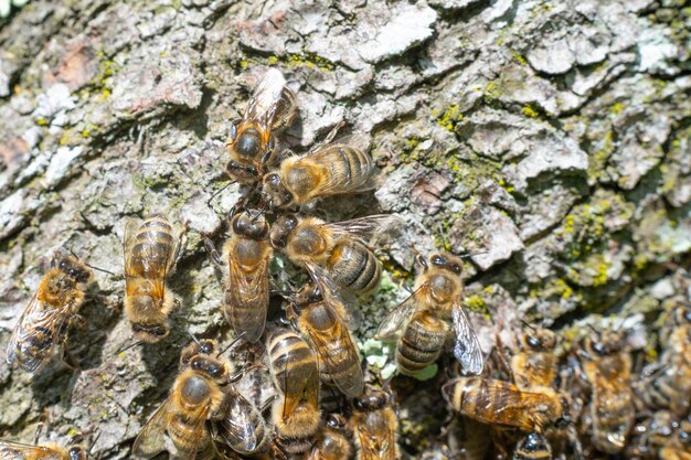 Bees in a detailed plan a swarm of bees was shot under a macro lens